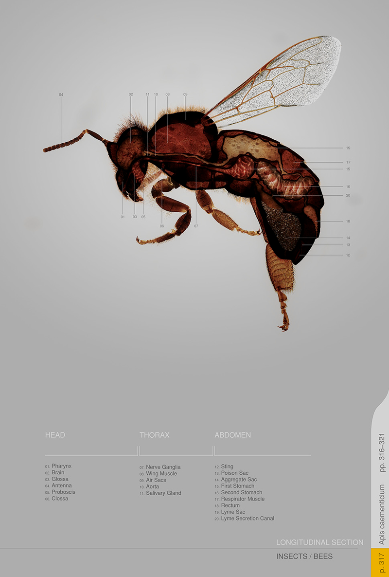 Illustration for article titled Concrete-Printing Bees And Other Living 3D Printers